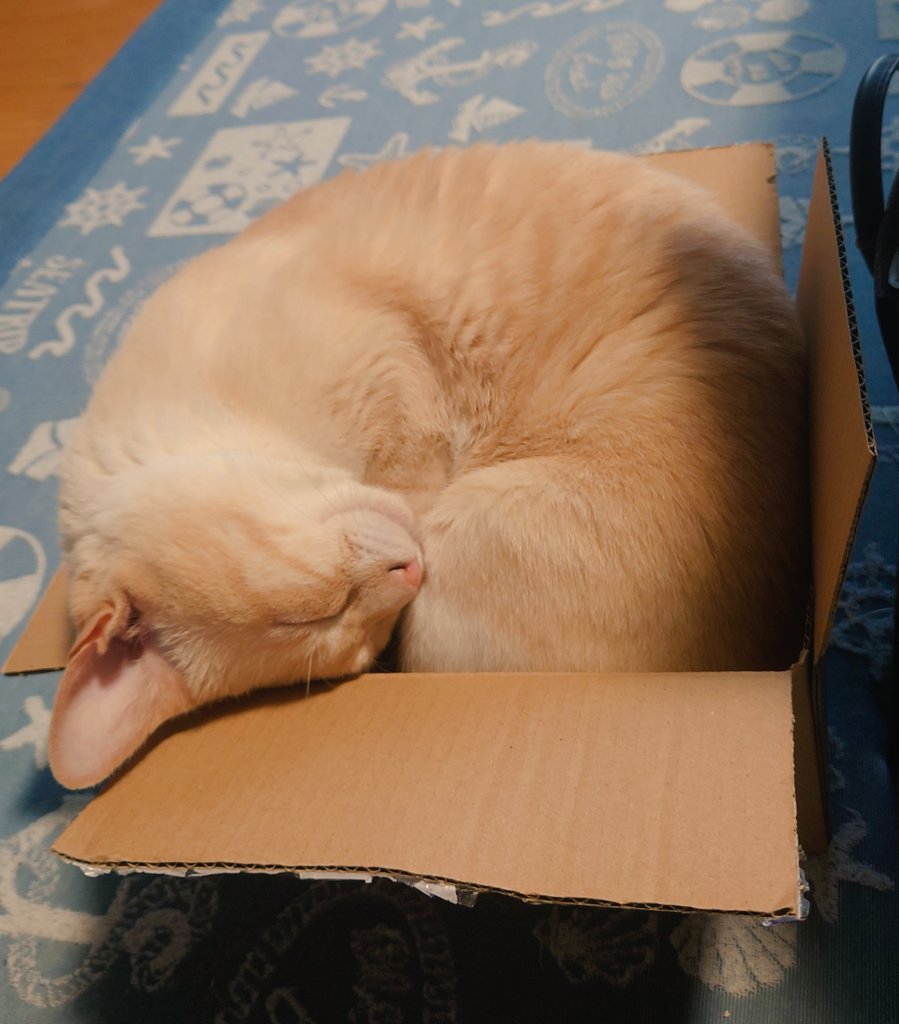 箱入り猫 Twitter Search Twitter 箱入り猫 Twitter Search Twitter