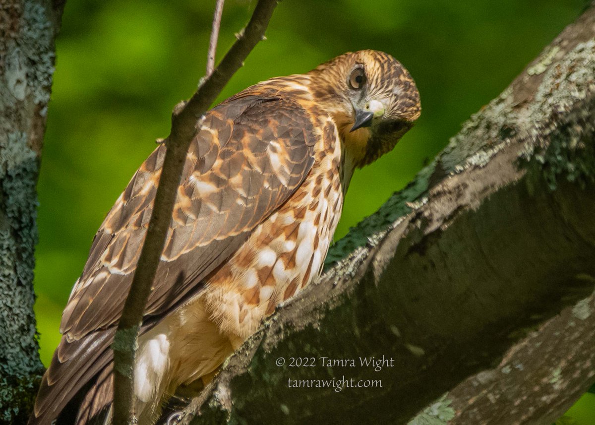 TamraWight's tweet photo. When kayaking, you should always look up, because you never know who is looking down at you!
Isn't this Juvenile Sharp-shinned hawk beautiful!?! It allowed me to photograph it for several minutes.
#Mainewildlife #hawks #naturegeek #lakelife #wildlifephotography #Mainebirding https://t.co/QoKJfmcN9y