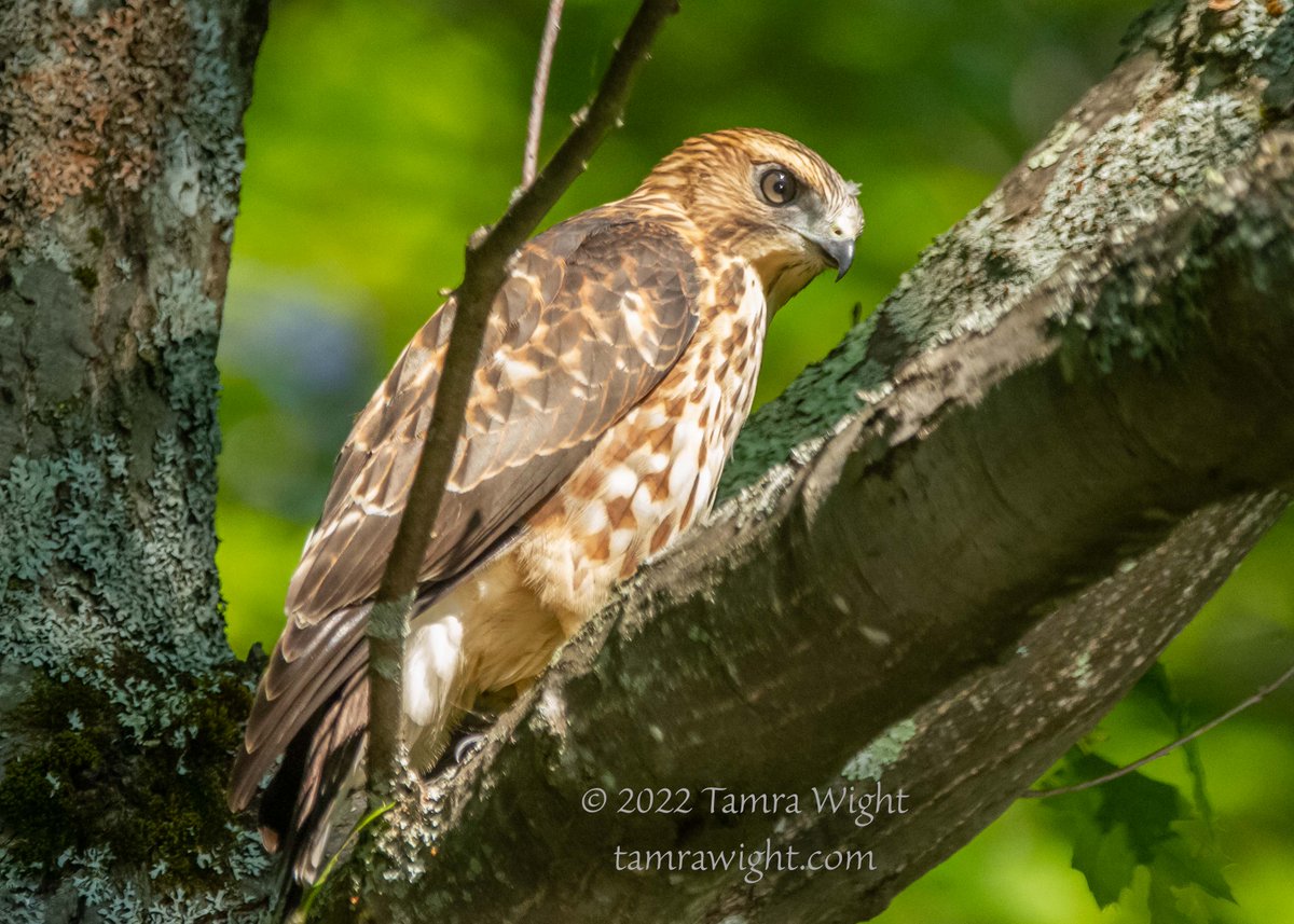 TamraWight's tweet photo. When kayaking, you should always look up, because you never know who is looking down at you!
Isn't this Juvenile Sharp-shinned hawk beautiful!?! It allowed me to photograph it for several minutes.
#Mainewildlife #hawks #naturegeek #lakelife #wildlifephotography #Mainebirding https://t.co/QoKJfmcN9y