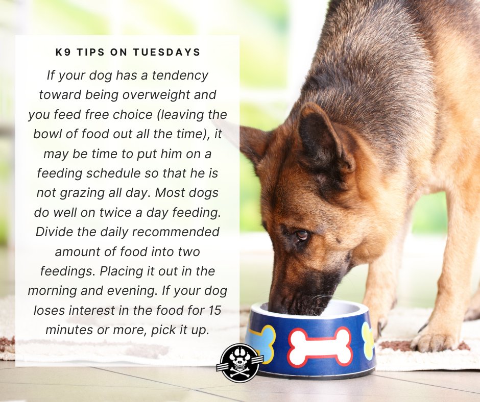 workingdogmag's tweet photo. #K9TipsonTuesdays
Most dogs do well on twice a day feeding.
#tipsontuesday #tuesdaytips #tips #workingdogs #mansbestfriend #doglife #doglover #k9family #workingdog #dog #dogs #canine #thinlinemedia #workingdogmagazine ยฎ #coffeewithkaren #wdtc https://t.co/0kFrQvEmE4