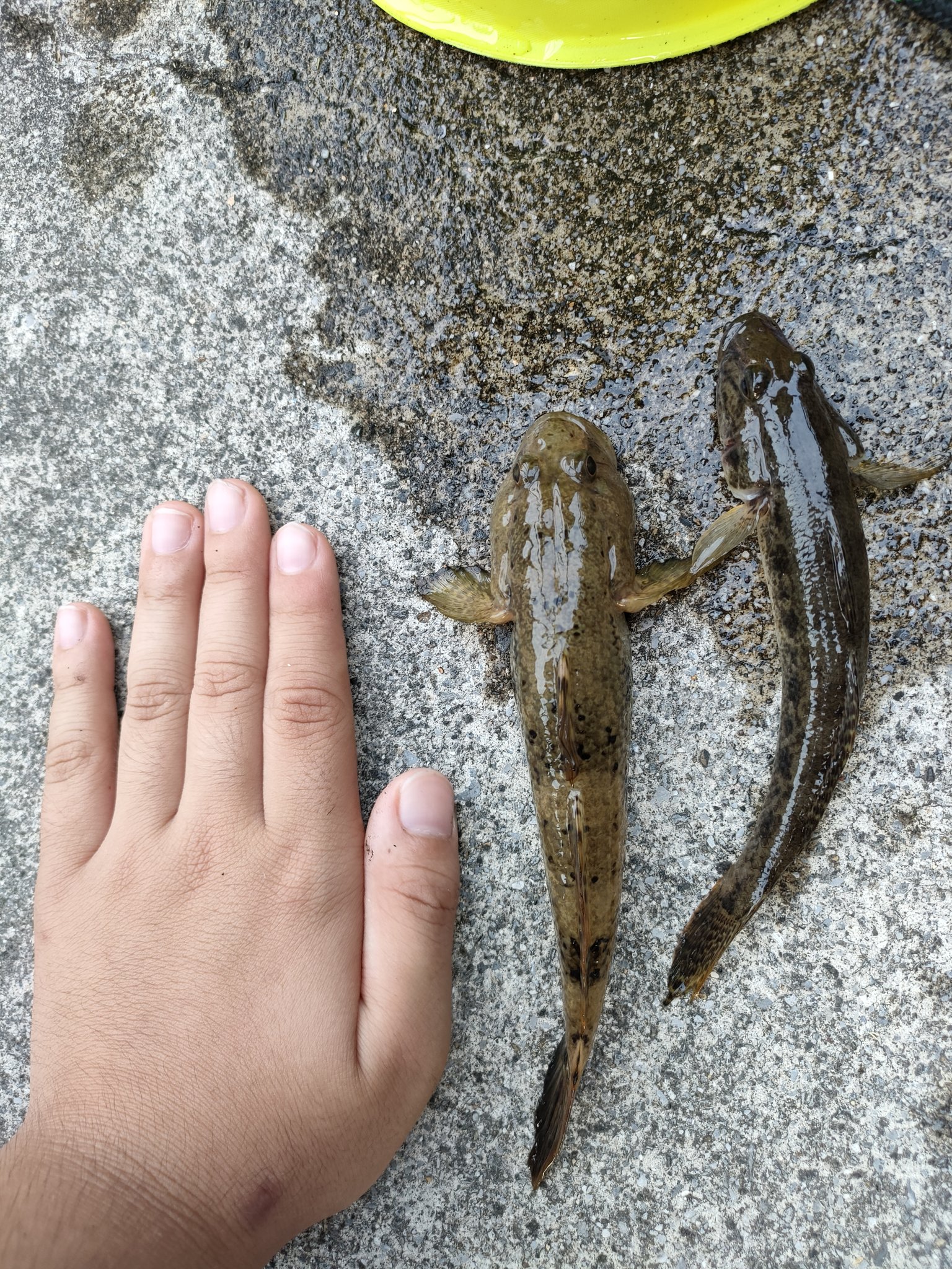 ささがきヘタ子 今日のハゼ釣り 十間川明治通り下で夕方から30分勝負 ウロハゼとデカマハゼ込みの15匹 マハゼは息子がネチネチ狙って釣り上げた 凄い ウロたんはお家に連れて帰ってきたので大事に大事に育てます T Co Qwalrl9pxf