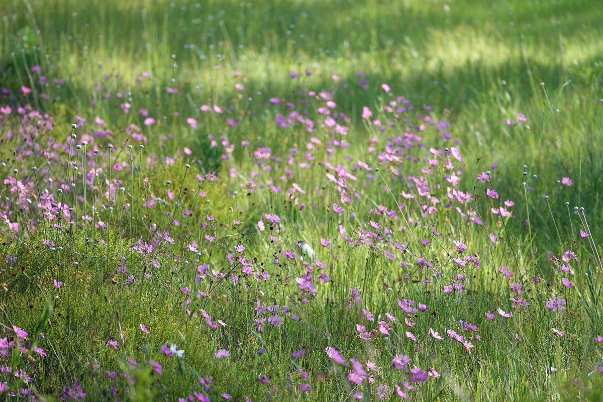 National Forests in FL tweet media