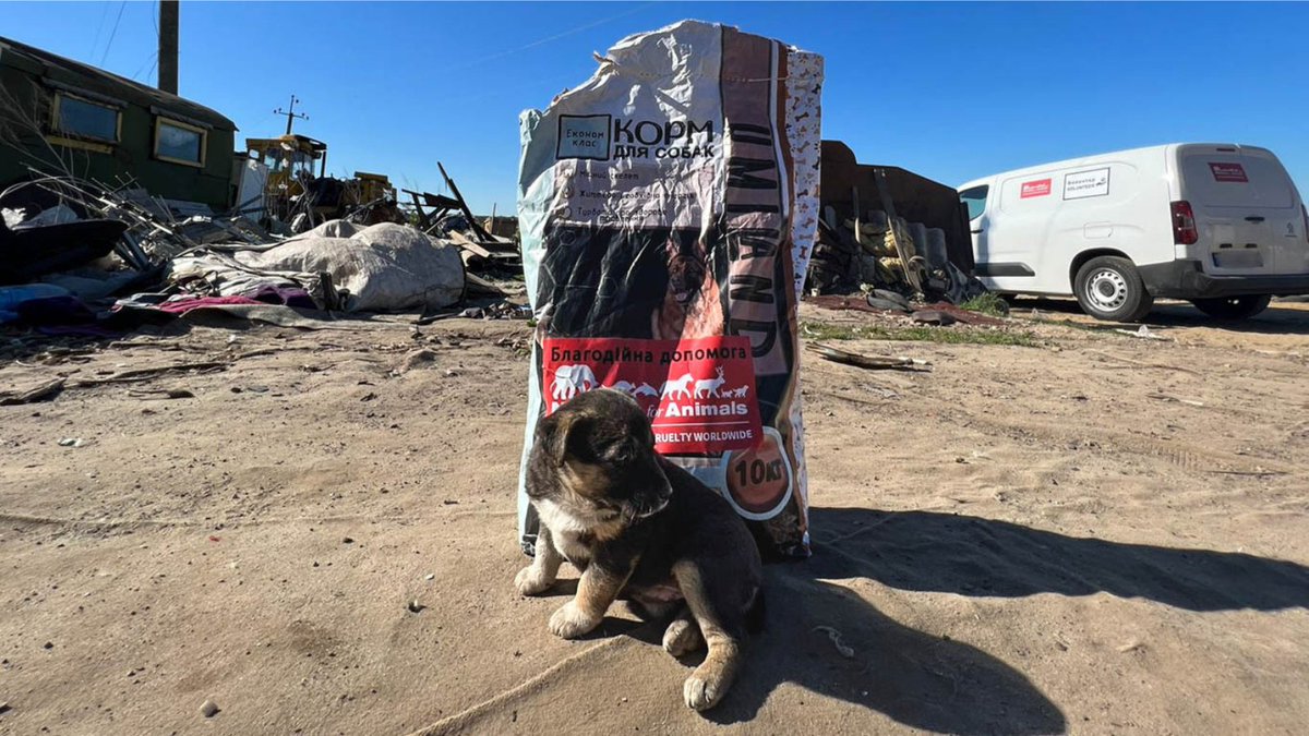 #UKRAINE ANIMAL UPDATE:Over the past few months you’ve helped us help SO many dogs &amp; cats of war. Other animal rescue groups have moved on but we have NOT. We will stay, helping animals, as long as your donations allow us to. Click now to donate: bit.ly/3bs79Yz. Retweet!