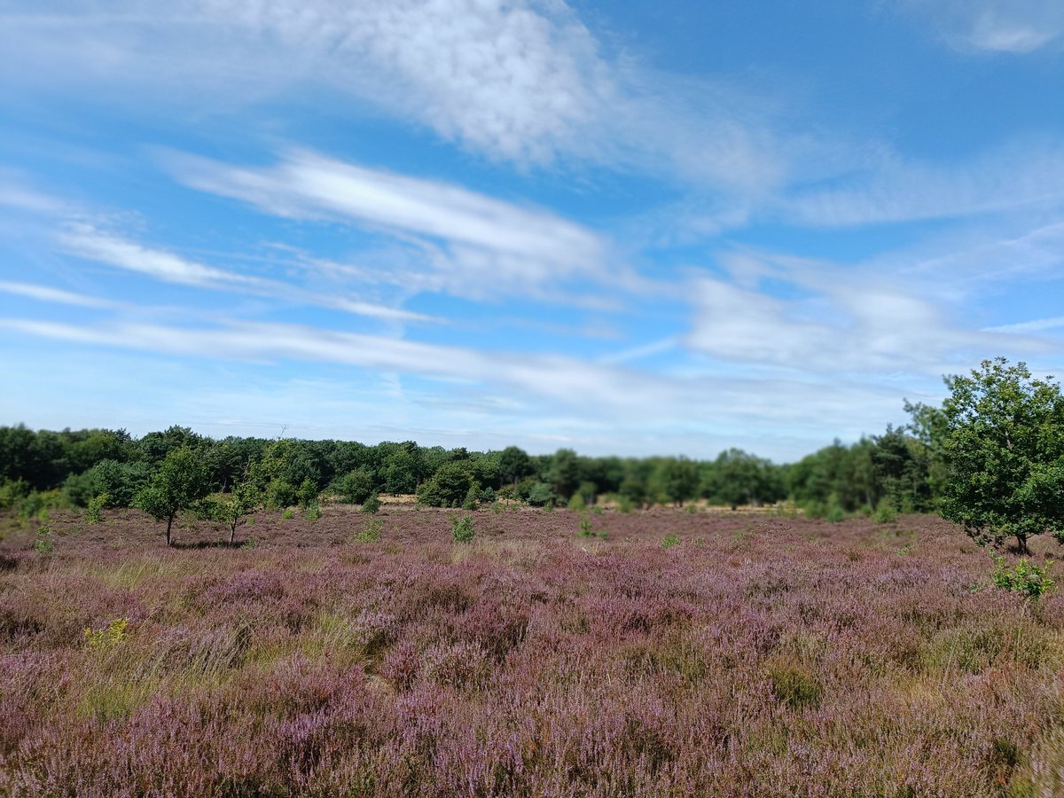 Heide bij zweefvliegveld Malden.

<a href="/weeronline/">Weeronline</a>
<a href="/Weerplaza/">Weerplaza.nl</a>
@Talpaweer
<a href="/BuienRadarNL/">Buienradar</a>
<a href="/OmroepGLD/">Omroep Gelderland</a>
<a href="/onwukaa/">Amara Onwuka</a>
@MarcdeJongRTL
<a href="/nicolienkroon/">nicolienkroon</a>
<a href="/MartijnDorrest1/">Martijn Dorrestein</a>
<a href="/RTLnieuws/">RTL Nieuws</a>
<a href="/HartvNL/">Hart van Nederland</a>
<a href="/mrmiddendorp/">Maurice Middendorp</a>
<a href="/jordiweerman/">Jordi Huirne</a>
<a href="/WilliamHuizinga/">William Huizinga</a>
<a href="/helgavanleur/">Helga van Leur ☀</a>
<a href="/marjondehond/">Marjon de Hond</a>
<a href="/mooieluchten/">mooieluchten</a>