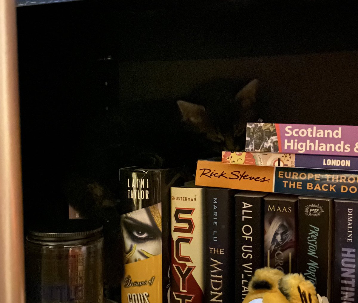beck_untitled's tweet photo. Here are some pictures of Sarge the Kitten sleeping like a comfy little weirdo to brighten your Tuesday morning https://t.co/KawSkBrS34