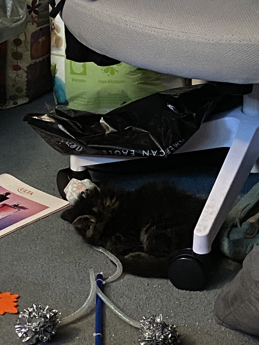 beck_untitled's tweet photo. Here are some pictures of Sarge the Kitten sleeping like a comfy little weirdo to brighten your Tuesday morning https://t.co/KawSkBrS34