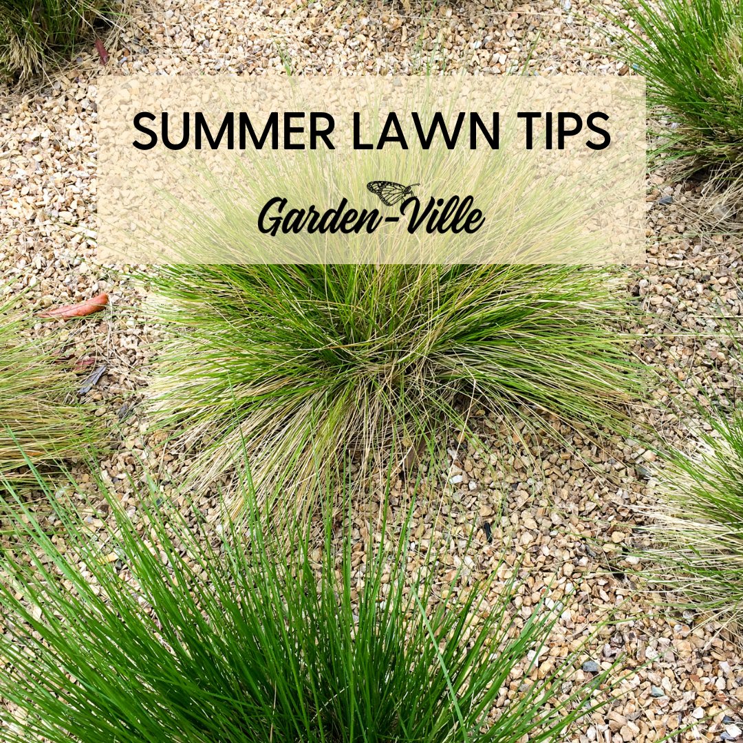 In #CentralTexas we don't get much rain during the #summer. Here are some drought-tolerant plants that are ideal for a hot summer:
 Buffalo grass
 Century Plant
 Evergreen wisteria
 Jasmine
 Moon flower
 Palmetto
 Red Yucca
 Rosemary
 Spider wort
 Yellow Bells Esperanza