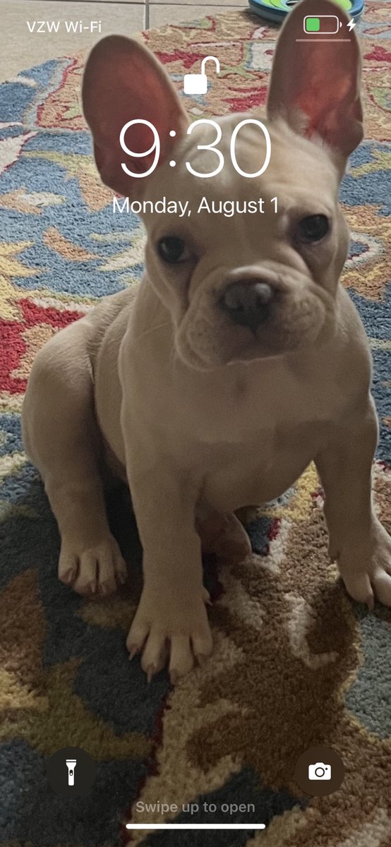 MrsRousey5's tweet photo. We bought our very own Velociraptor. His name is Eddie❤️#GREsummer https://t.co/W0TjFhjKN7