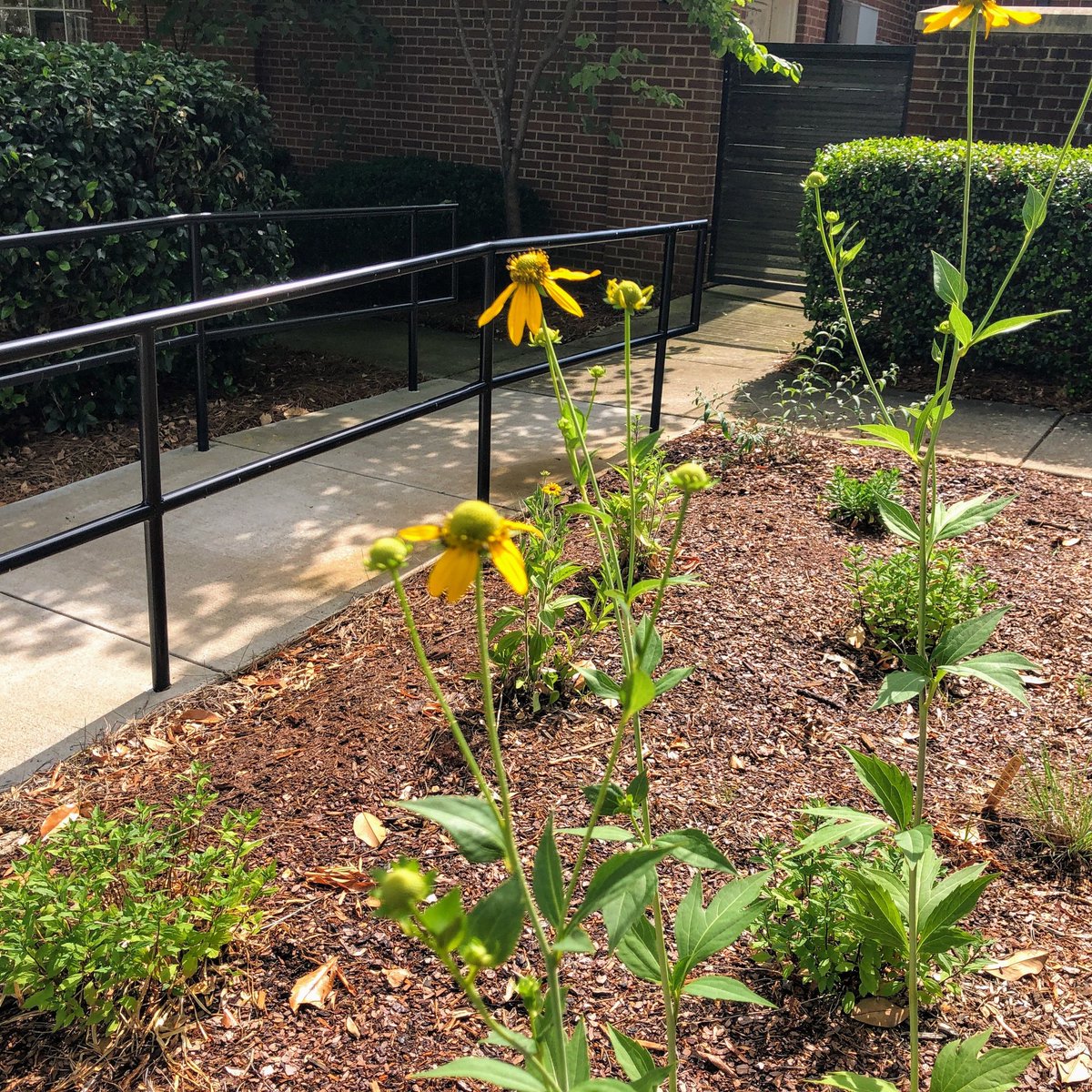 If you're in the Charlotte NC area and studying botany / horticulture, consider using a public library learning garden for  a project in xeriscaping,  sustainable gardening and creating biodiversity. 
DM for more information. 
#BlackBotanistsWeek2022 
#BlackBotanistsRollCall