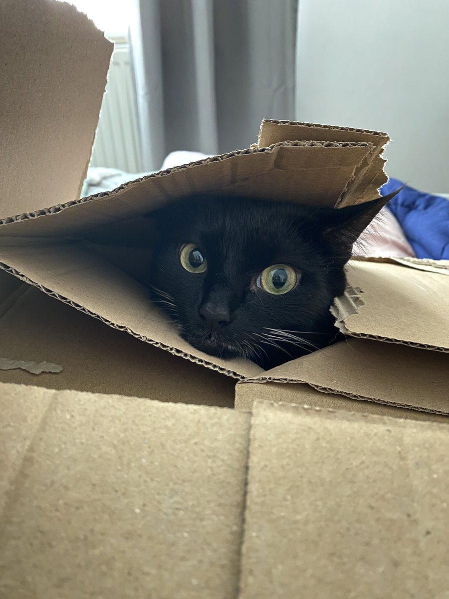 catherine_a95's tweet photo. Forever the stealer of cardboard boxes https://t.co/KuFUAD6Z0x