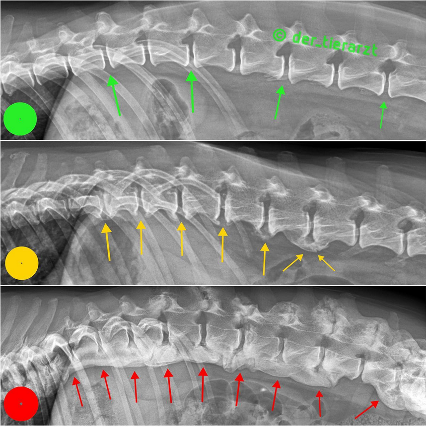Vets_online's tweet photo. Kurz &amp; bündig – Praxisfall der Woche: Spondylosen.

In unserer neuen Reihe „Kurz &amp; bündig“ möchten wir Ihnen interessante, bebilderte Fälle vorstellen.

In dieser Woche starten wir mit einem Klassiker: Die #Spondylosen.

https://t.co/TuV2djlEXa

#vetsonline https://t.co/kFMoPohAtQ