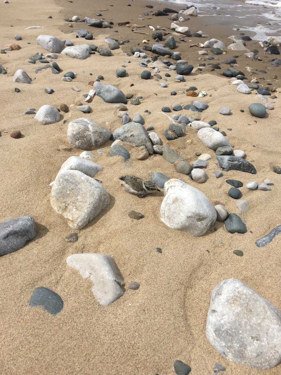 Big progress in dismantling the site this week! The observation hut is gone and lots of materials have been removed.
If anyone can #volunteer tomorrow, we’ll be on site from 9,  always appreciate an extra pair of hands!
<a href="/NW_LITTLE_TERN/">NW LITTLE TERN GROUP</a>