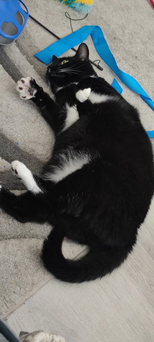 EdgarChonky's tweet photo. Afternoon my pawsome pals.... meeees beeees chillin out https://t.co/SUx0ybs6Zs