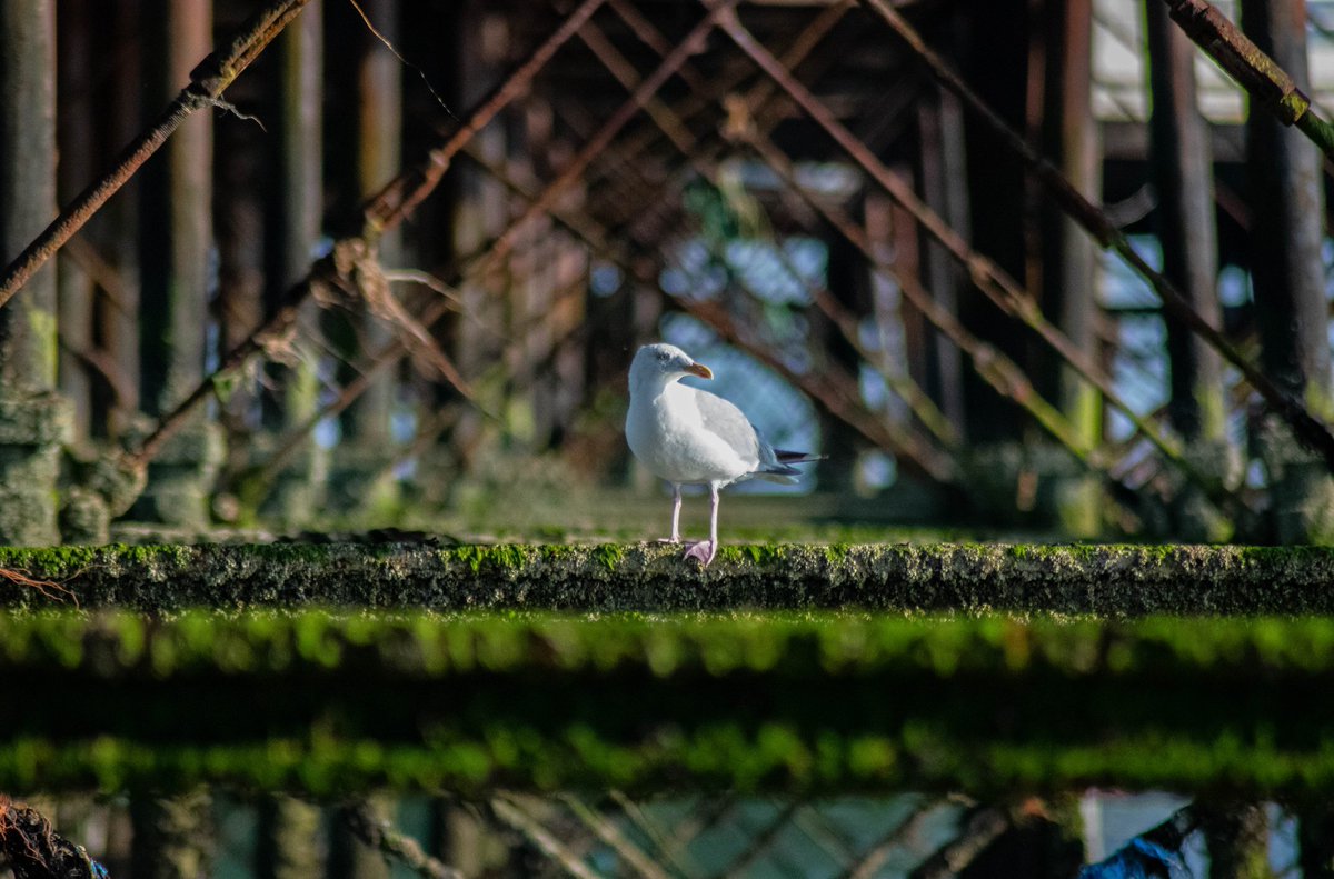 ArchiesOddities's tweet photo. Thinking about this photo I took about a year ago, under my local pier #wildlifephotography #westsussex https://t.co/CsMyZyBD1Q