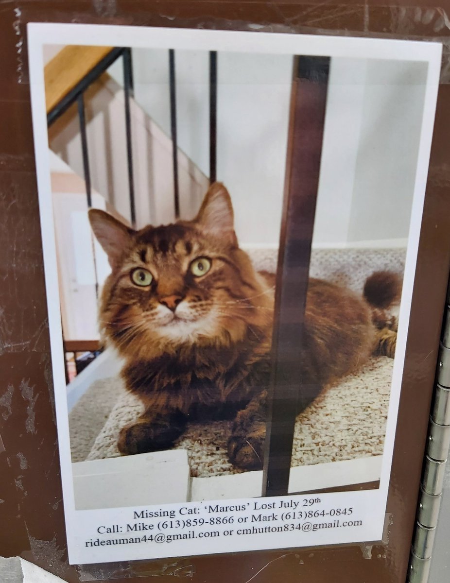 Please RT! 
#MissingCat #MissingPet
#Centrepointe area #Ottawa #Ontario