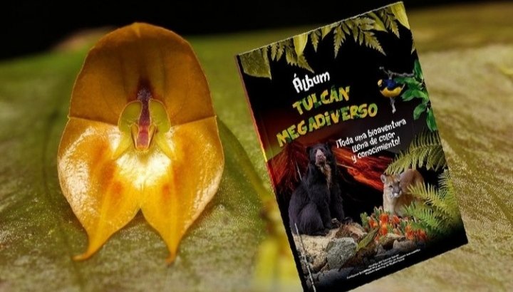 Mayamu11's tweet photo. El Cantón Tulcán es un refugio de la biodiversidad de los Andes Tropicales. Con tan solo 1800 Km2, este territorio político de Ecuador contiene 4800 especies de flora y fauna. Estamos felices de mostrar su diversidad biológica en esta bella obra didáctica!! https://t.co/tiSGYydtfp