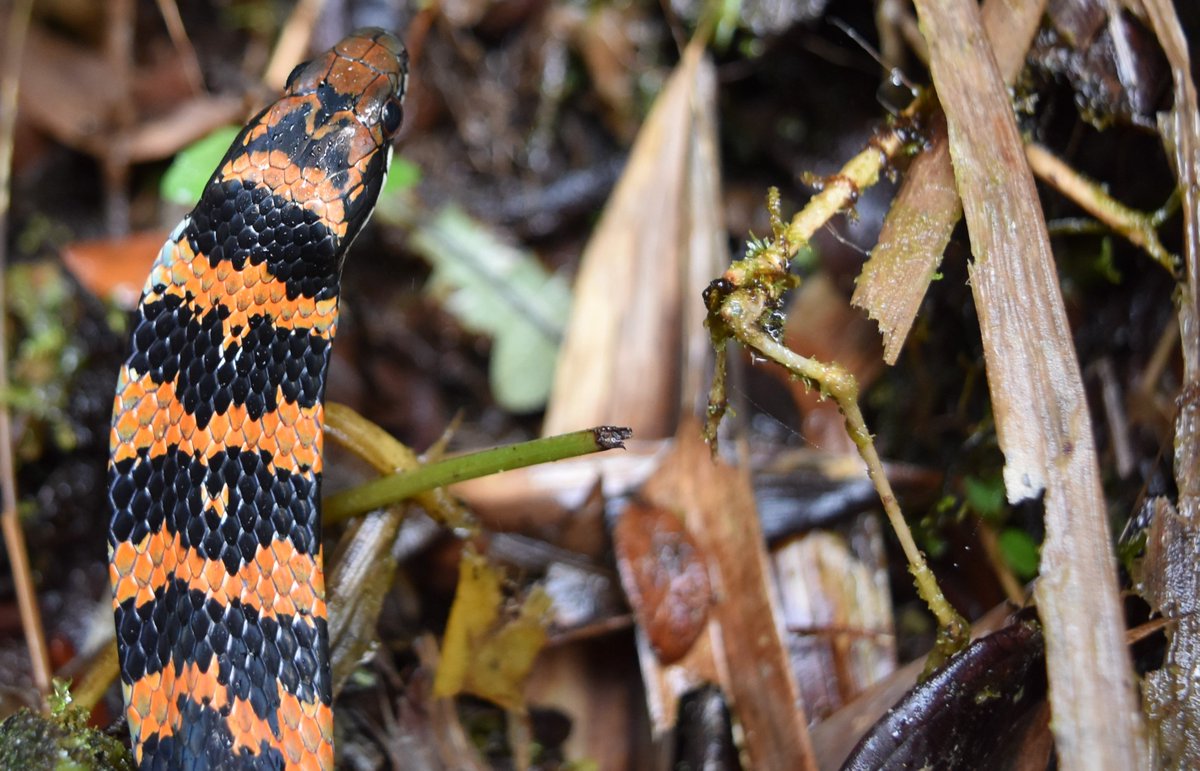 Mayamu11's tweet photo. El Cantón Tulcán es un refugio de la biodiversidad de los Andes Tropicales. Con tan solo 1800 Km2, este territorio político de Ecuador contiene 4800 especies de flora y fauna. Estamos felices de mostrar su diversidad biológica en esta bella obra didáctica!! https://t.co/tiSGYydtfp
