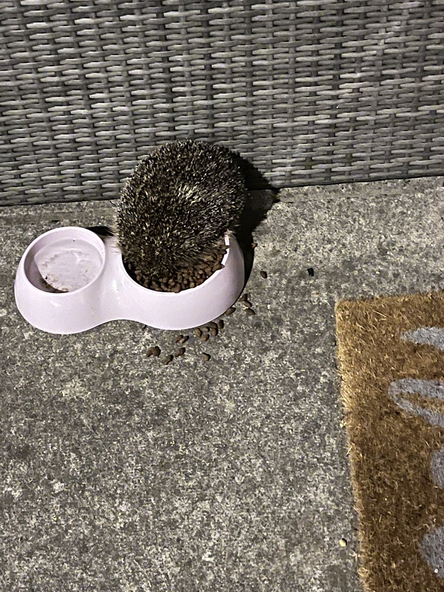 Notqueerjustgay's tweet photo. Every night he comes to visit. I call him mate ๐ Doesnโt answer but heโs always hungry. #hedgehogsrule #notsonic https://t.co/oG8biksSYp