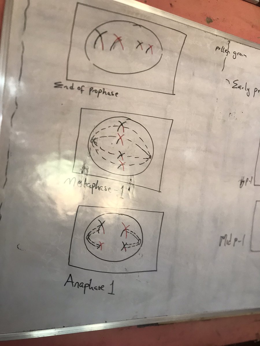 Mstillkyle01's tweet photo. Meiosis at a glance.👇🏼
#itutor… ASUU https://t.co/LOJdeH7LmD