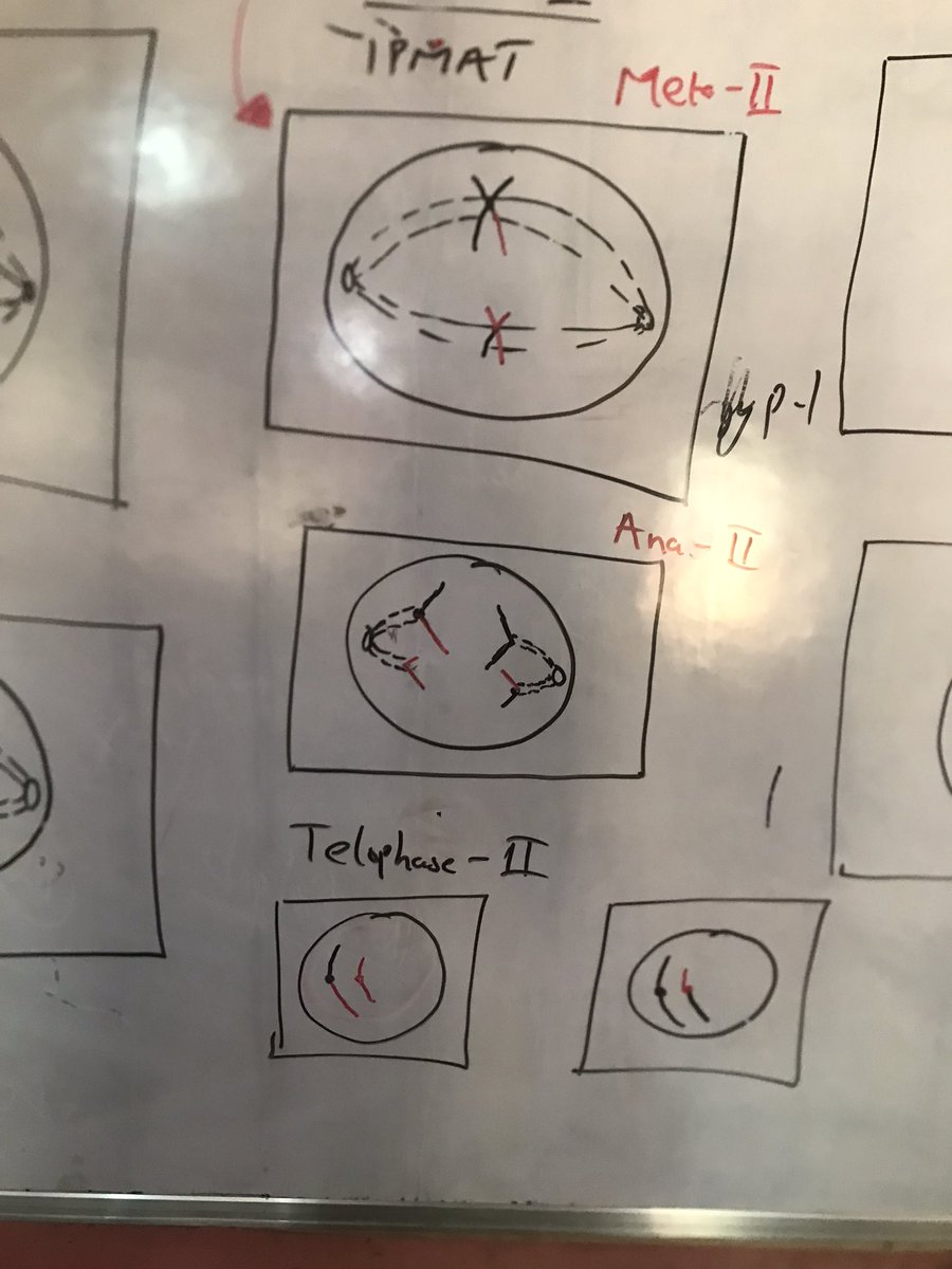 Mstillkyle01's tweet photo. Meiosis at a glance.👇🏼
#itutor… ASUU https://t.co/LOJdeH7LmD