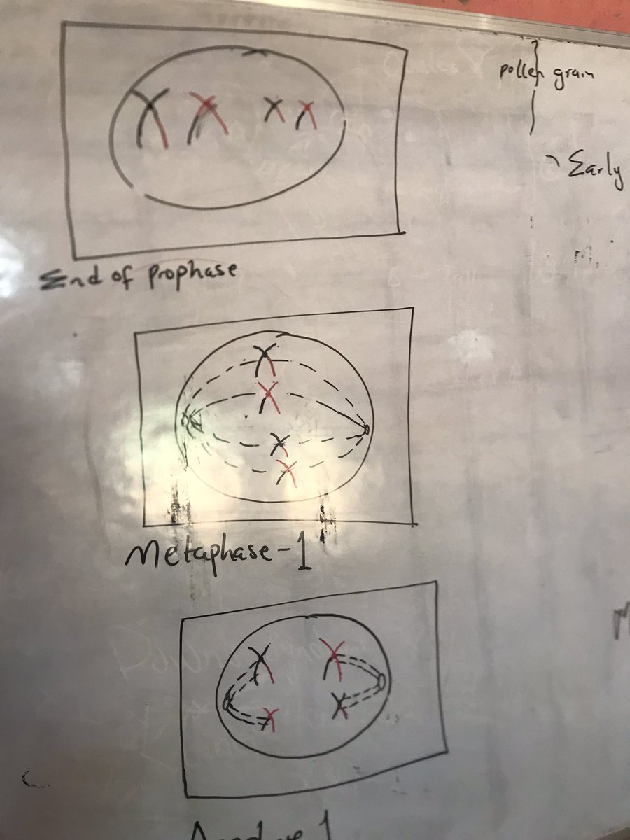Mstillkyle01's tweet photo. Meiosis at a glance.👇🏼
#itutor… ASUU https://t.co/LOJdeH7LmD