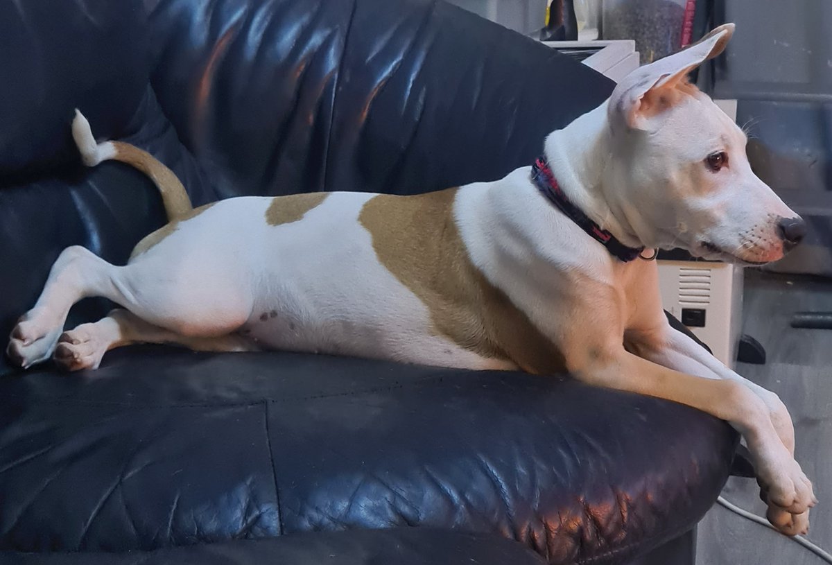 Wow my baby girl Kaiya your turning into a beut #puppylove