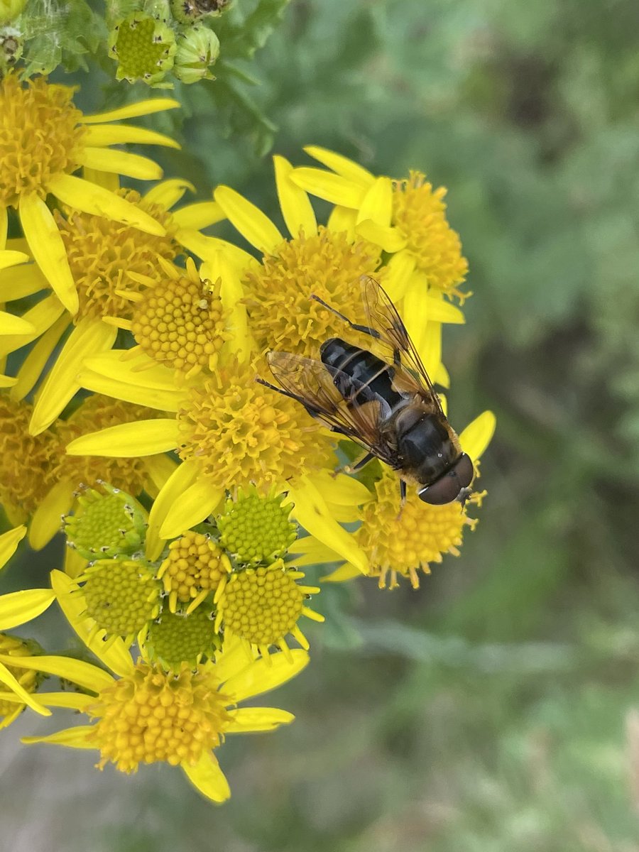 Driving around north Donegal today, a walk in Ards Forest Pk is a great way to spend a few hours and observe the local #biodiversity <a href="/govisitdonegal/">Donegal Tourism</a> #Ards