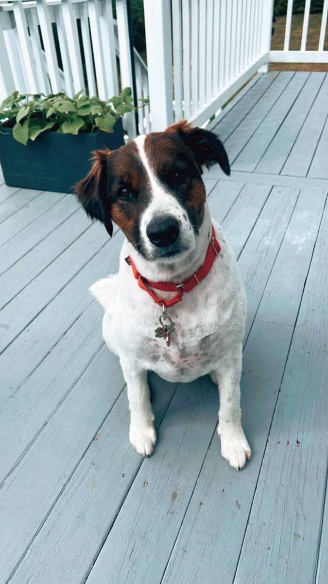 #TEACHERS Drop a picture of your dog and your #AmazonWishlist or #DonorsChoose project! Let’s get these things cleared and funded, while enjoying cute dogs :) 🐶 #clearthelist #clearthelists #AdoptATeacher <a href="/amazon/">Amazon</a> #amazon  #teachertwitter amazon.com/hz/wishlist/ls…