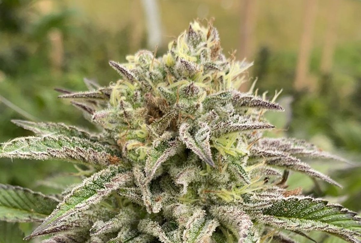 KannabiaGlobal's tweet photo. 📷 BREAK-UP CAKE AUTO 🌻 by #KannabiaSeeds 🌱 @KannabiaSeeds @Kannabia_Samen 😍🙏💚
ℹ️ #BreakUpCakeAuto #collectionseeds ➡️ https://t.co/ZIv3JzgVcZ

📣 Enjoy this incredible fruity #AutofloweringSeed with a 3️⃣✖️2️⃣ #PROMO 🎉‼️
#WeddingCake x OG Kush x #Ruderalis
#indica dominant https://t.co/avfanK9g9H