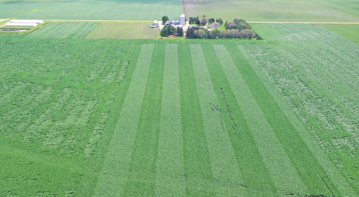 Mike Graham (@mikejgraham1) on Twitter photo Short statue corn has proven time and time again that it can withstand major storms. This image is after a recent derecho at one of our test fields: our #shortcorn is standing tall surrounded by the broken stalks of traditional corn.
hoosieragtoday.com/short-stature-… <a href="/hoosieragtoday/">Hoosier Ag Today</a> Short statue corn has proven time and time again that it can withstand major storms. This image is after a recent derecho at one of our test fields: our #shortcorn is standing tall surrounded by the broken stalks of traditional corn.
hoosieragtoday.com/short-stature-… <a href="/hoosieragtoday/">Hoosier Ag Today</a>