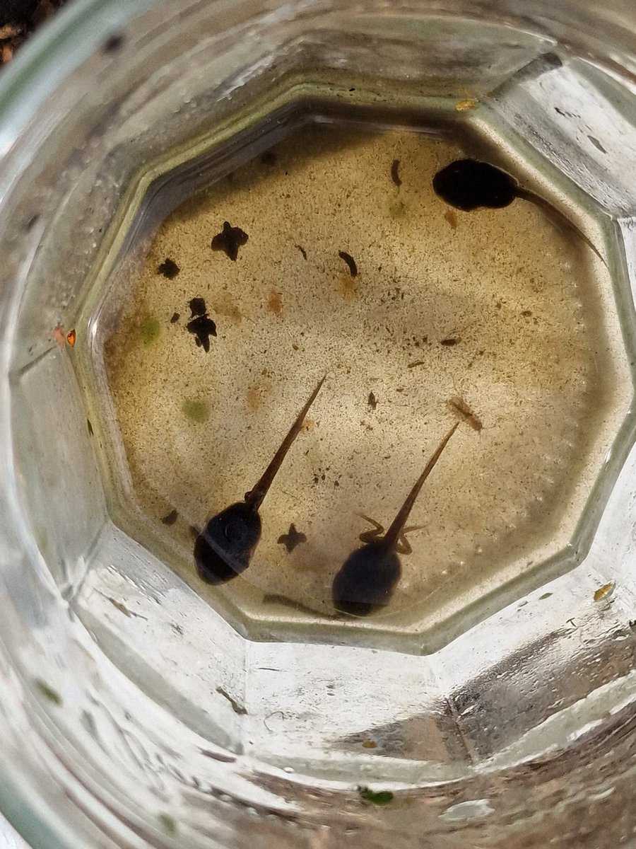 LeapingForwardforDementia@froglife tweet media