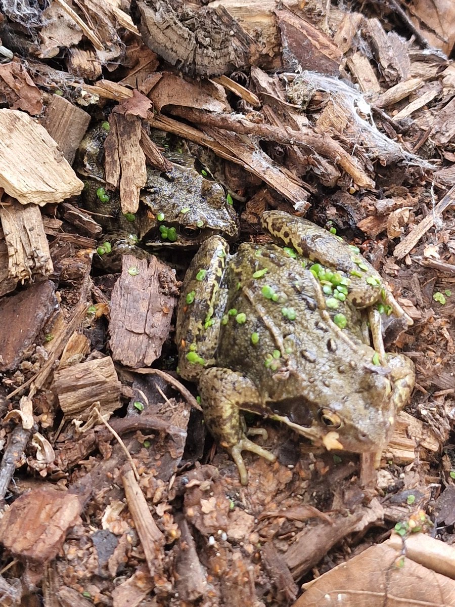 LeapingForwardforDementia@froglife tweet media