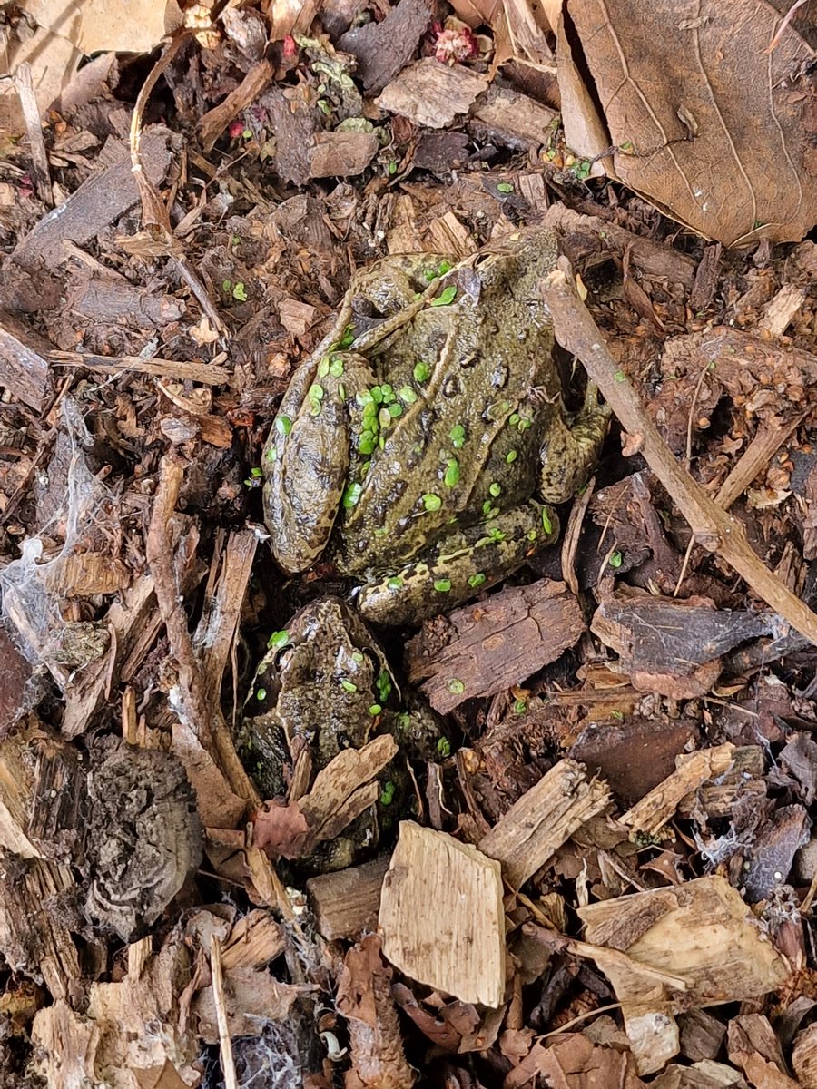 LeapingForwardforDementia@froglife tweet media