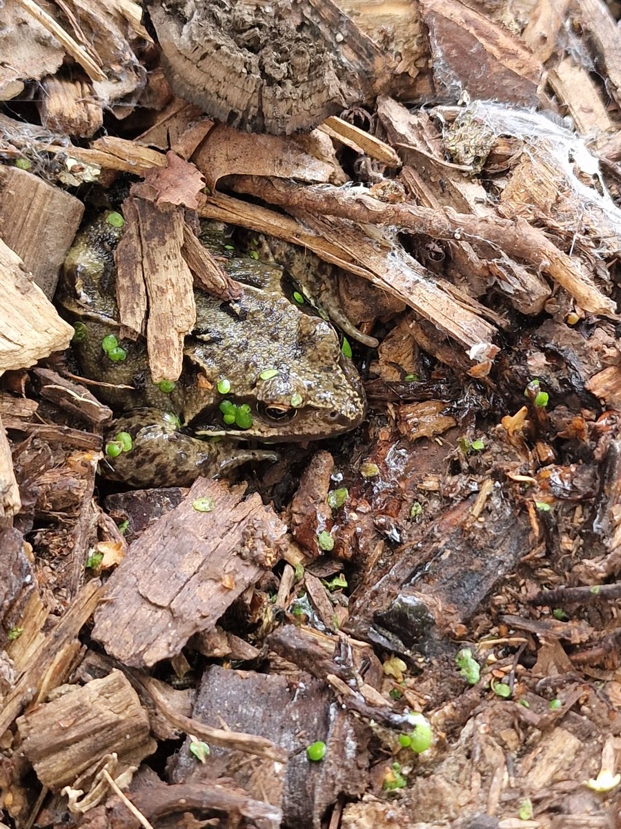 LeapingForwardforDementia@froglife tweet media