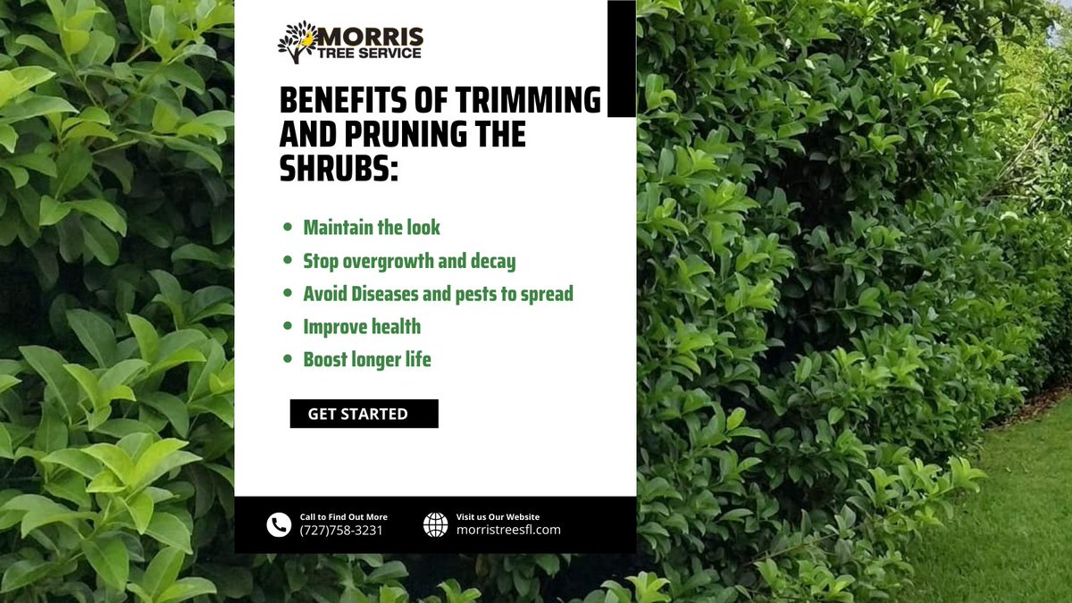 MorrisTreeServices tweet media