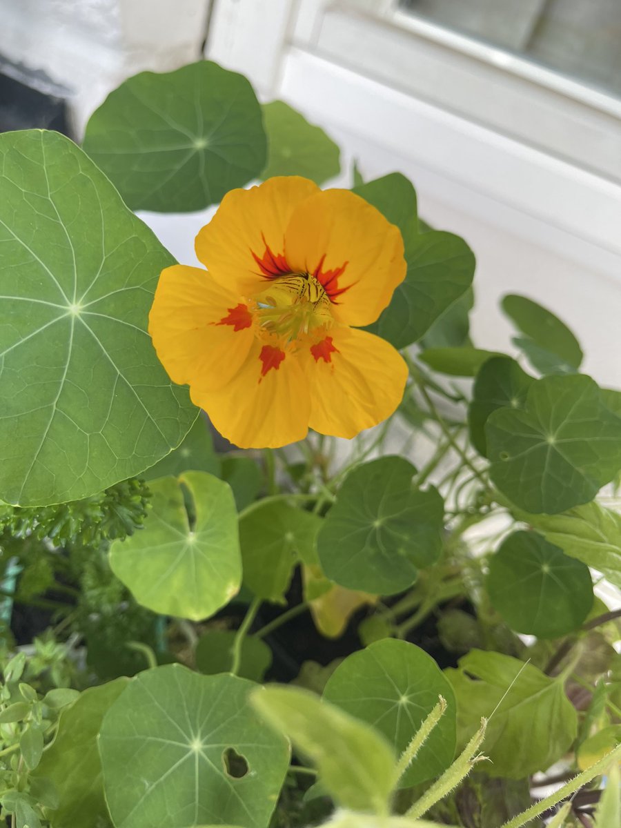 Kaijaala's tweet photo. Eka syötävä kukka puhkesi. En vaan raaski syödä. #krassi https://t.co/EJigT0Sibv