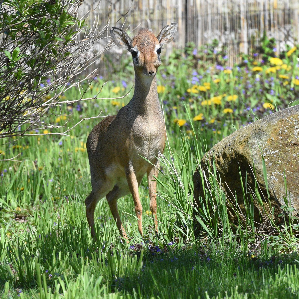 brookfield_zoo's tweet photo. The Kirk's dik-dik is a dainty antelope species native to eastern and southern Africa. They have elongated snouts specially adapted to keep them cool. This adaption also helps them be water-independent, meaning they get hydration mainly from vegetation! #antelopemonth #dikdiks https://t.co/5gPCLgpVlK