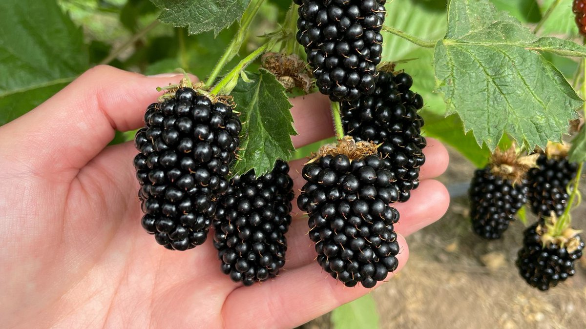 JamesHuttonLtd's tweet photo. We are delighted with how our blackberry selections are looking this year! Fun fact about blackberries... Did you know that blackberries are bred with careful gene selections to ensure there are no thorns on the plants to make picking easier? #SoftFruitBreeding https://t.co/8cPpCCEzGn