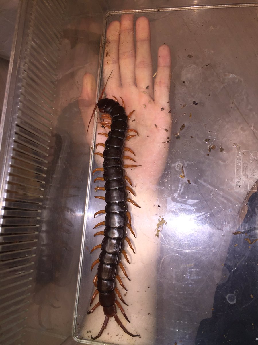 ベトナムオオムカデ ベトナムオオムカデ (Scolopendra dehaani) 情熱的な赤色が非常に良い。