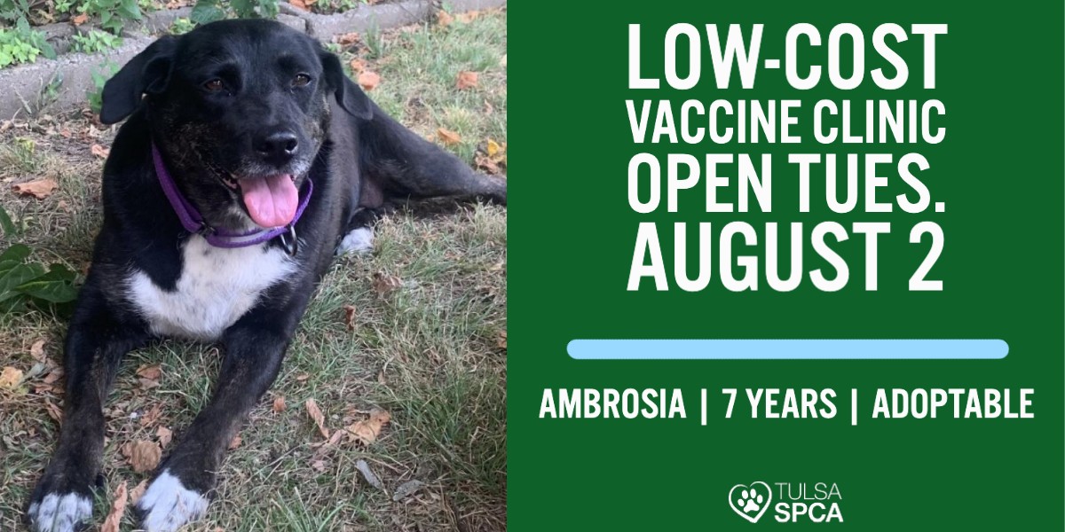 Tulsa_SPCA's tweet photo. The Tulsa SPCA Low-Cost Vaccination Clinic is open today (8/2) from 9:30am-3:30pm (closed 12:30-1:30pm). First come, first served. Services and pricing can be found at https://t.co/8D6WSMaAqo. Stop by to see us! #tulsaspca #healthypets https://t.co/sJztKrxFNH