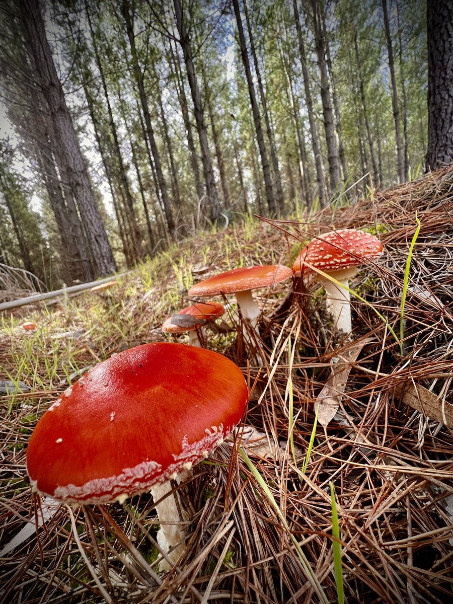 More forest scenes… 🔺 #Avalanche #NFTs