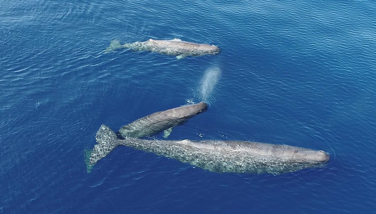 Luke Rendell @lrendell.bsky.social tweet media