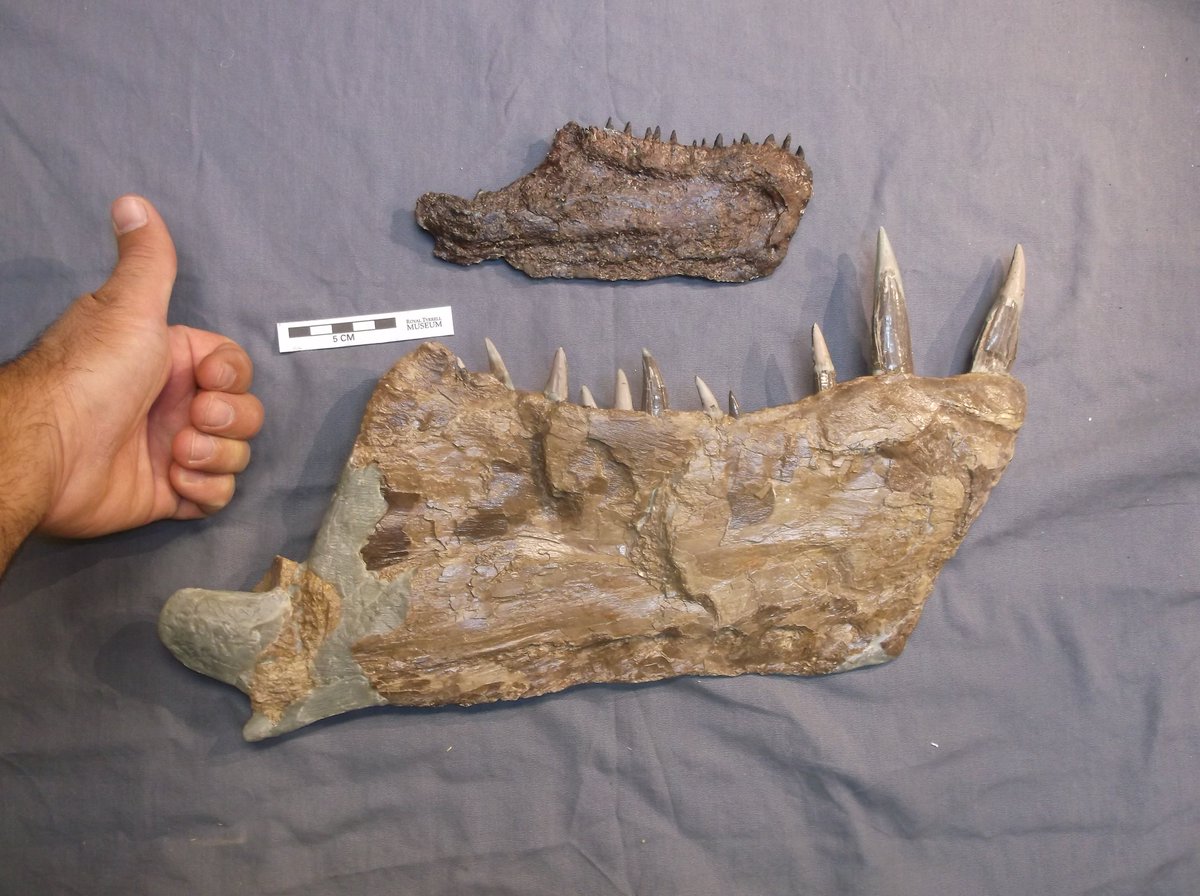 TrieboldPaleo's tweet image. Happy #Teleost Tuesday! 

Some jaws of the biggest Ichthyodectids of their type from the Niobrara chalk of Kansas: Icthyodectes (top) and Xiphactinus (bottom). 

Curatorial thumbs-up for scale.
