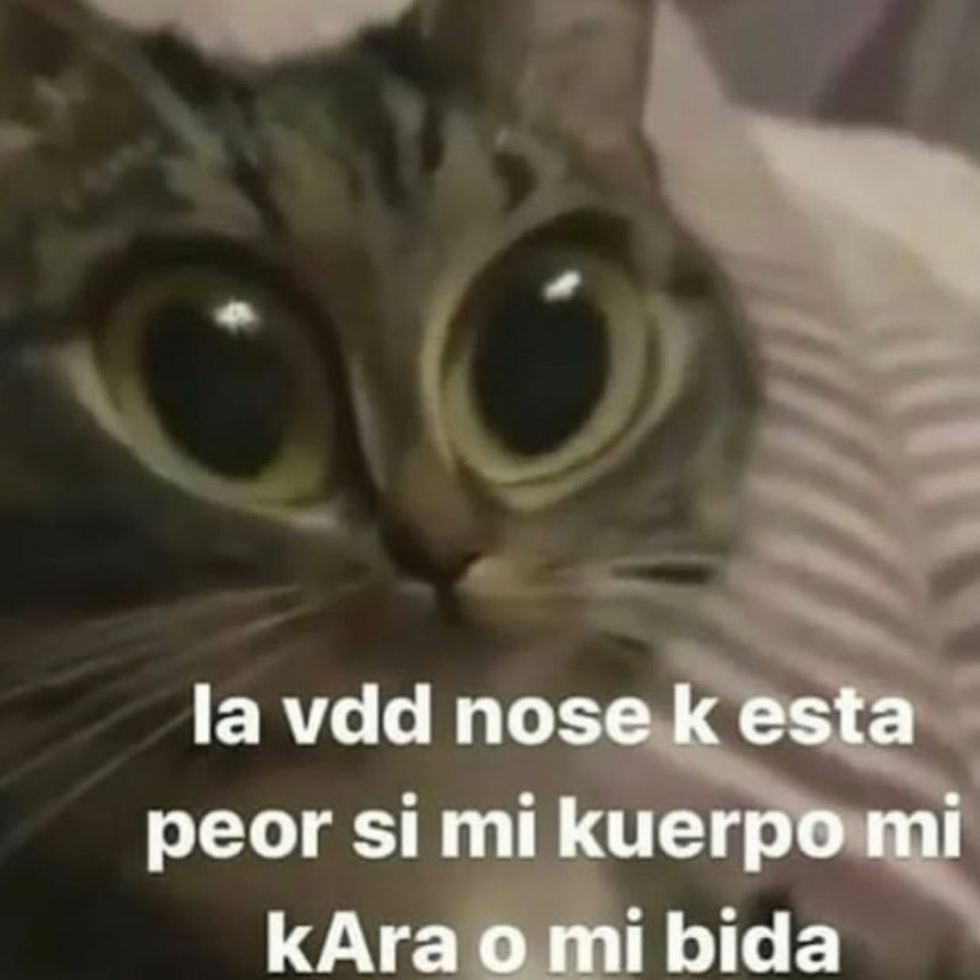gatito_shitpost's tweet photo. https://t.co/b8gsDn2ehv