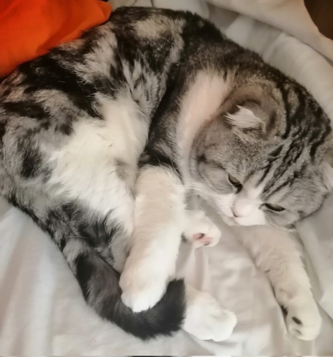 Красивый кот интереснее чем сиськи..