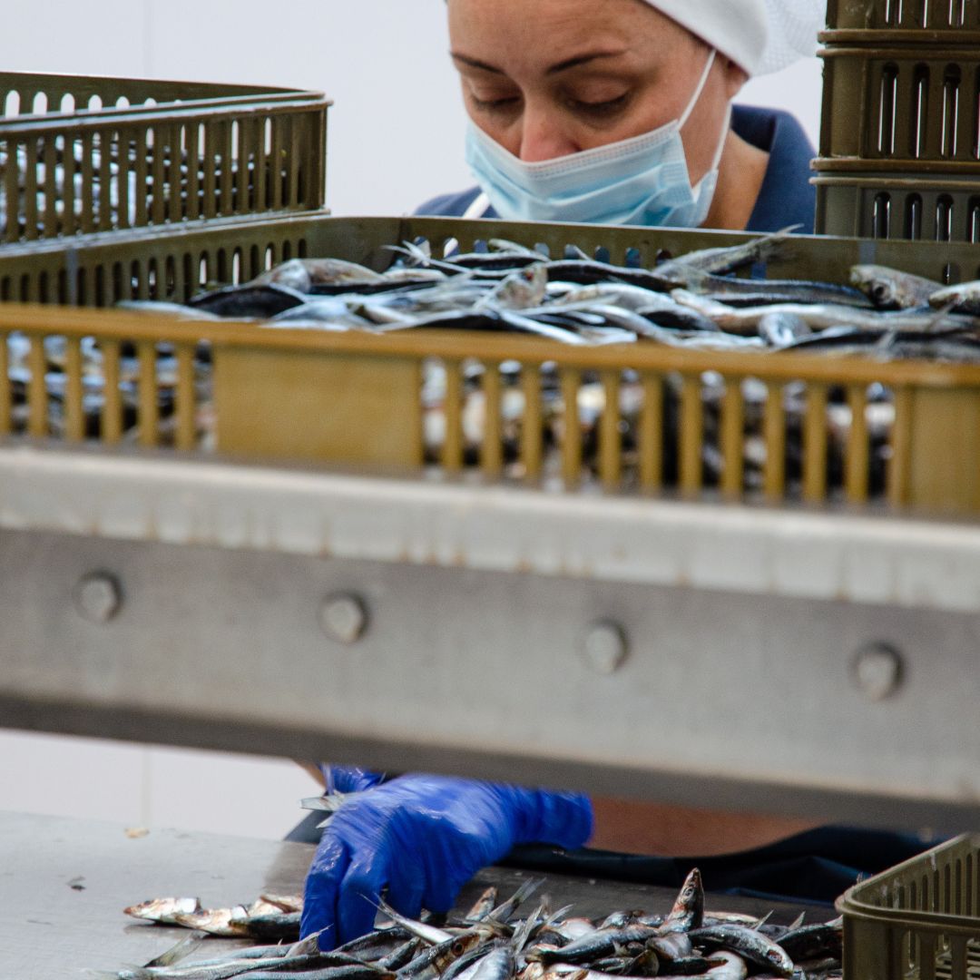 Una foto desprevenida de nuestras dama de la conserva💙
 Nos parece increíble que podáis conocer procesos de nuestra fábrica porque somos defensores de la transparencia desde principio a fin!