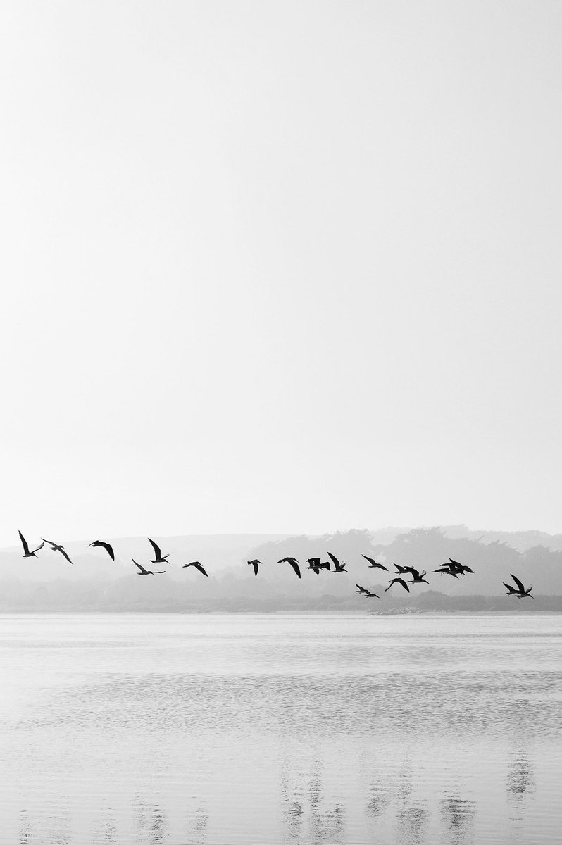 GM 🕊🕊🕊

I remember when I saw this flock flying between the waters and the trees, for moment I contemplated the beautiful movement of the birds and finally grabbed the camera to take the shot ✨

#NFTPhotography