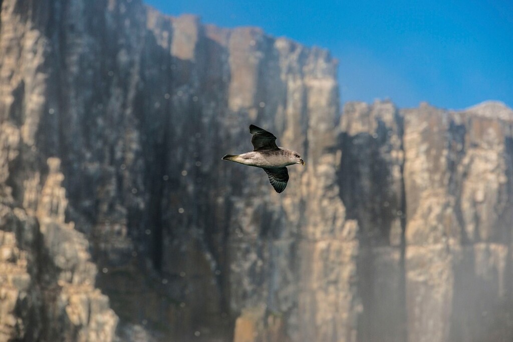 shannon__wild's tweet photo. Fulmars may resemble gulls, but are distinguished by their flight on stiff wings, and their tube noses. Another fascinating fact is they can live for up to 40 years!
Nikon D800 + 70-200mm
1/2000sec f6.3 ISO400
#animalsultans #discovertheworld #exclusive_animals #explore_… https://t.co/Eq27D1bMPY