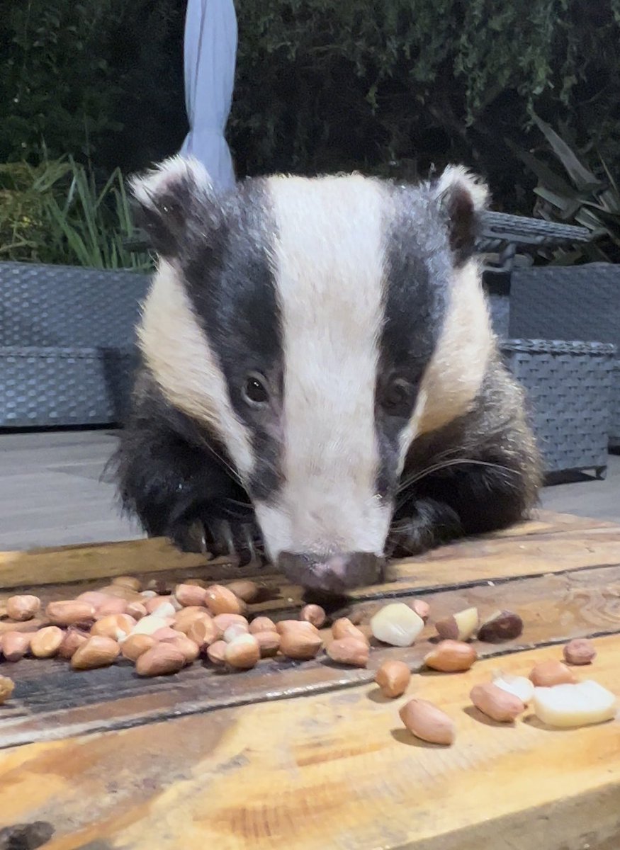 Mr Lumpy & Friends tweet media
