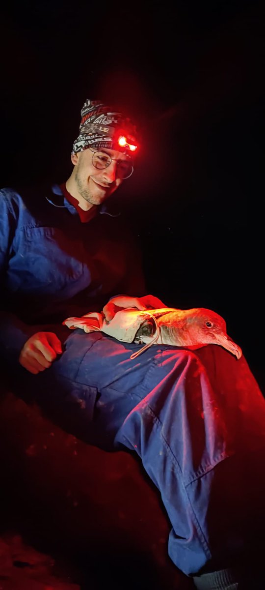 SPR_bio's tweet photo. Two weeks ago, I finished my second #fieldwork season in Veneguera, #GranCanaria, as part of @SeabirdEcology team, from @UniBarcelona.
We worked with #Calonectris borealis, deploying up to 95 #GPS (including vagrants), 84 of which were successfully recovered. It was insane! https://t.co/Bp91ONyaFN